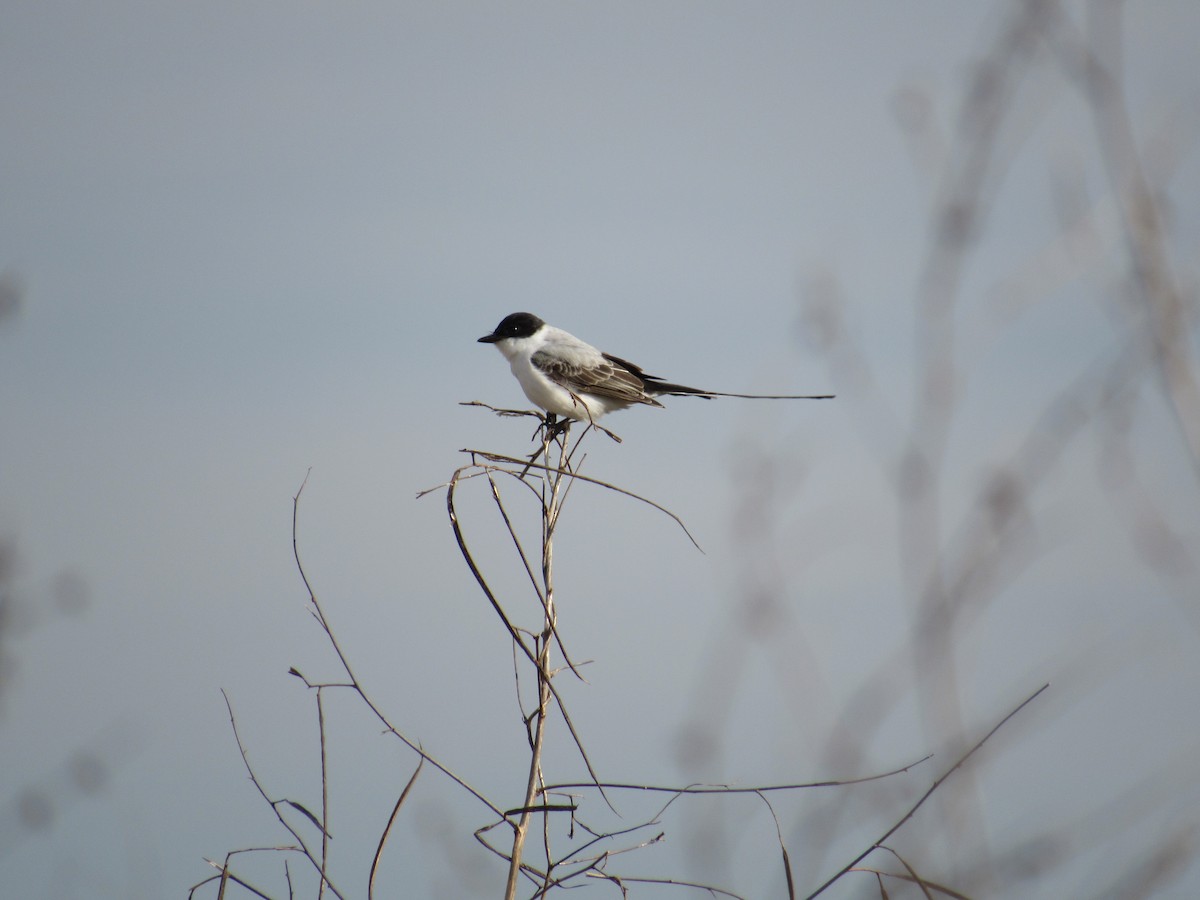 Fork-tailed Flycatcher - ML156433921