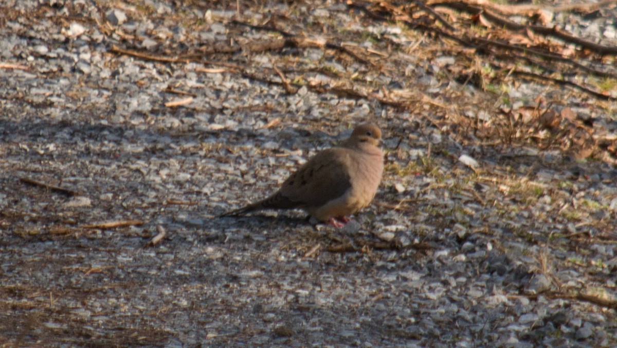 Mourning Dove - ML156436351