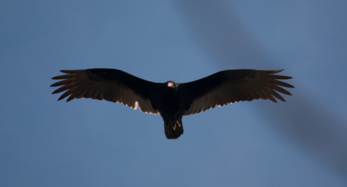 Turkey Vulture - ML156436401