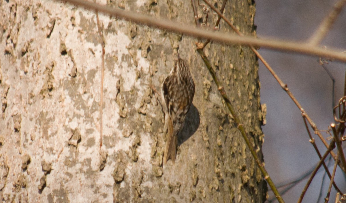 Brown Creeper - ML156436431