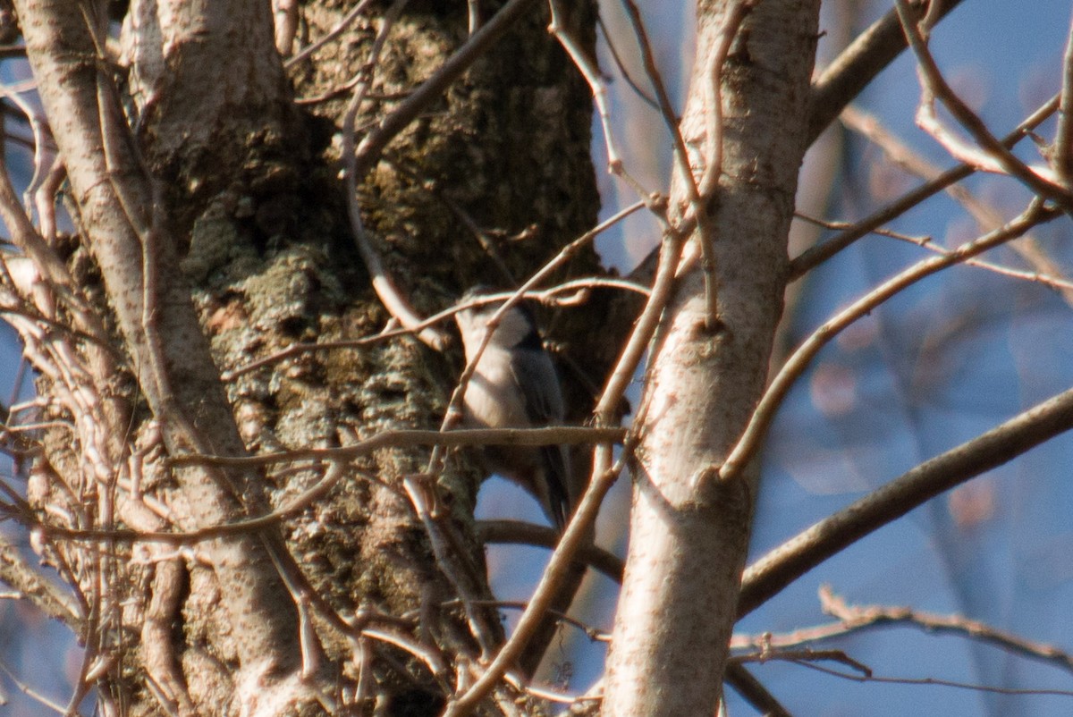 White-breasted Nuthatch - ML156436461