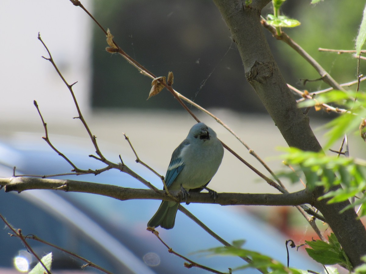 Blue-gray Tanager - ML156437291