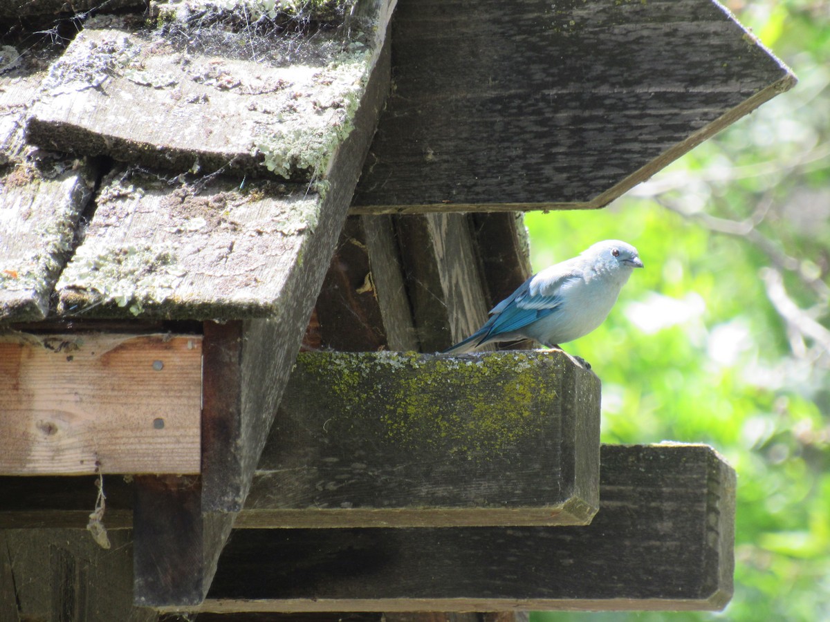 Blue-gray Tanager - ML156437581