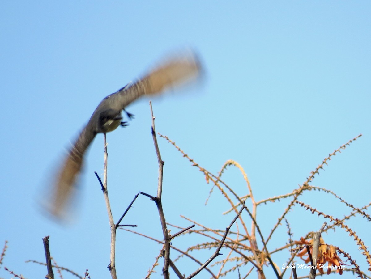 Eastern Kingbird - Erick Hernandez