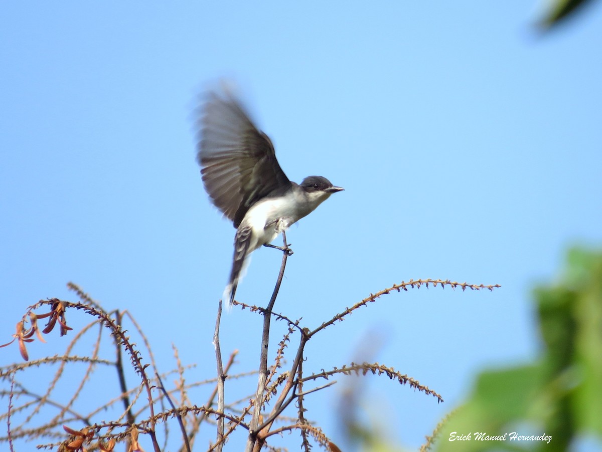 Eastern Kingbird - ML156437901