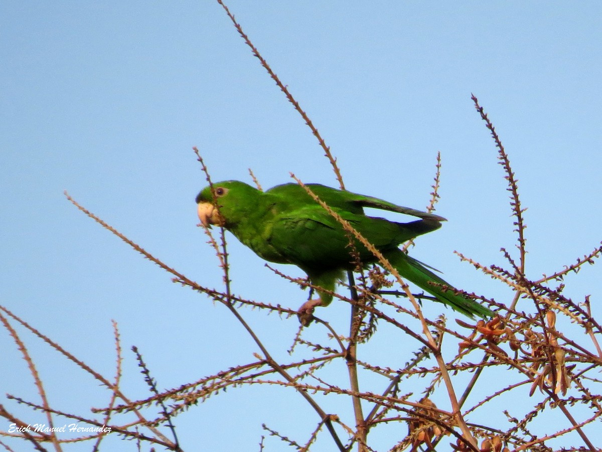 Pacific Parakeet - Erick Hernandez