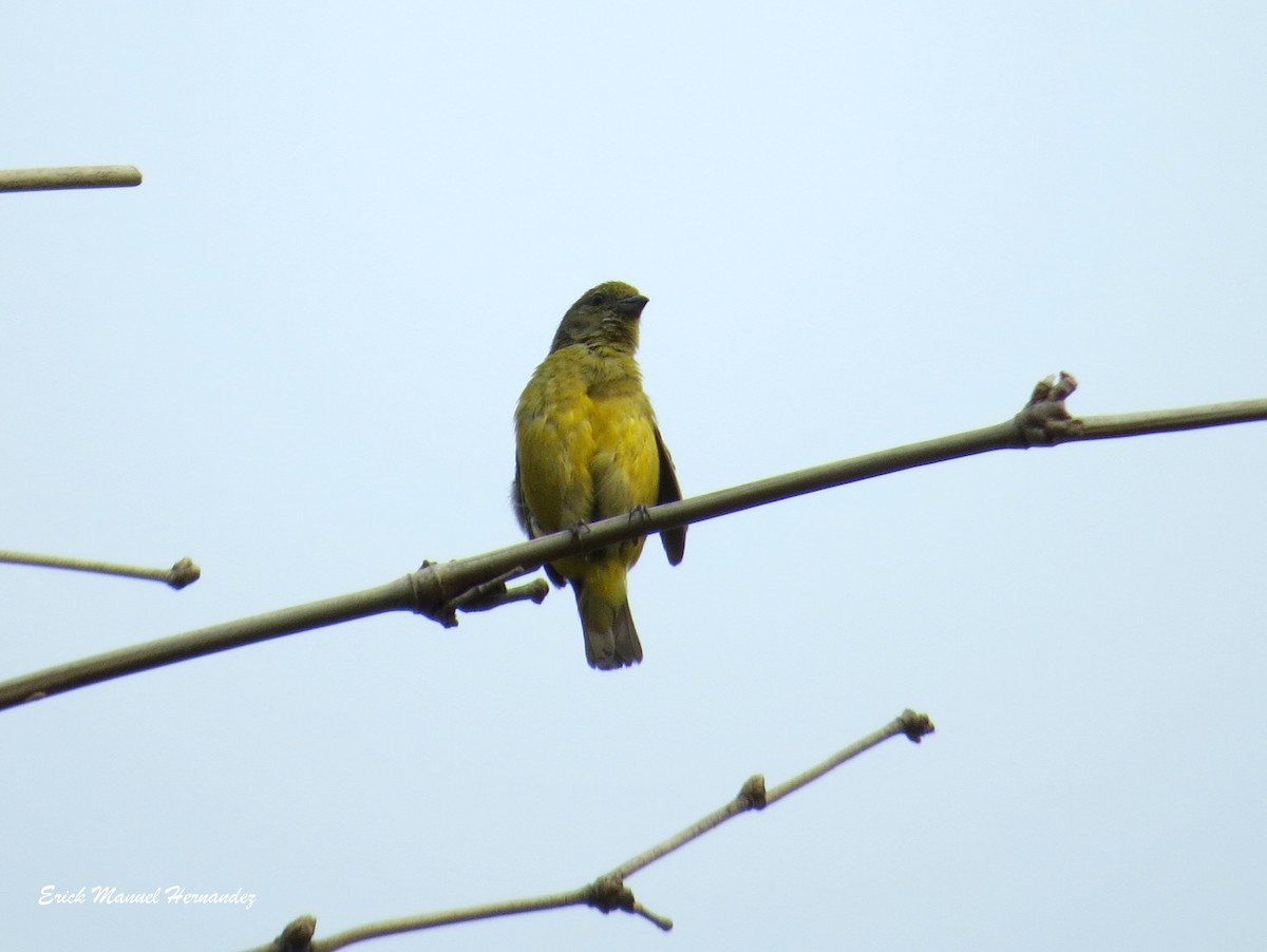 Scrub Euphonia - Erick Hernandez