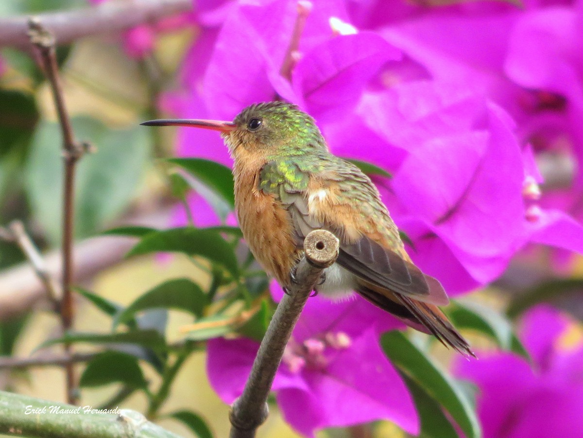 kolibřík ryšavý - ML156439721