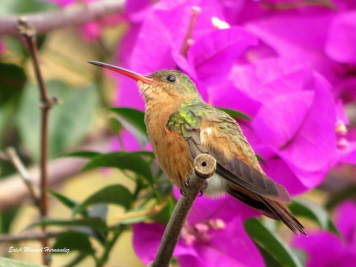 kolibřík ryšavý - ML156439731