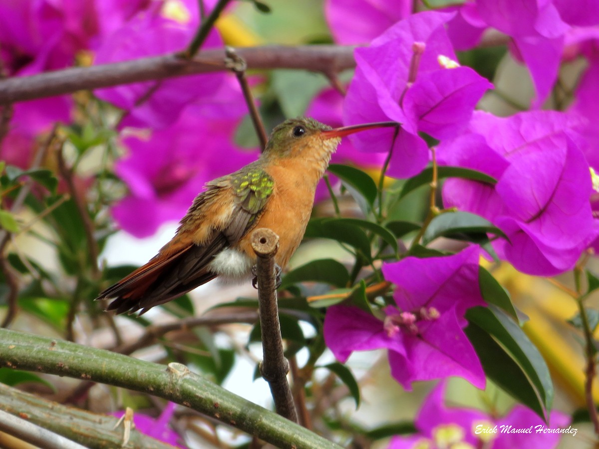 Cinnamon Hummingbird - ML156439981