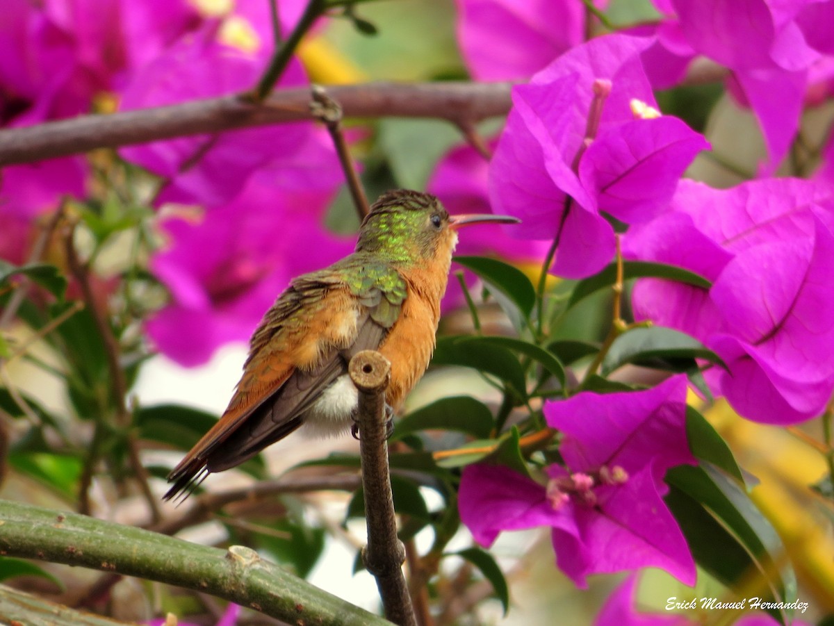kolibřík ryšavý - ML156439991