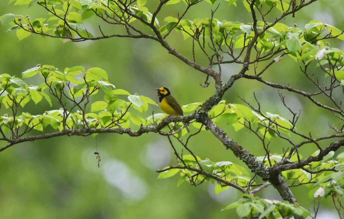 Hooded Warbler - ML156440161