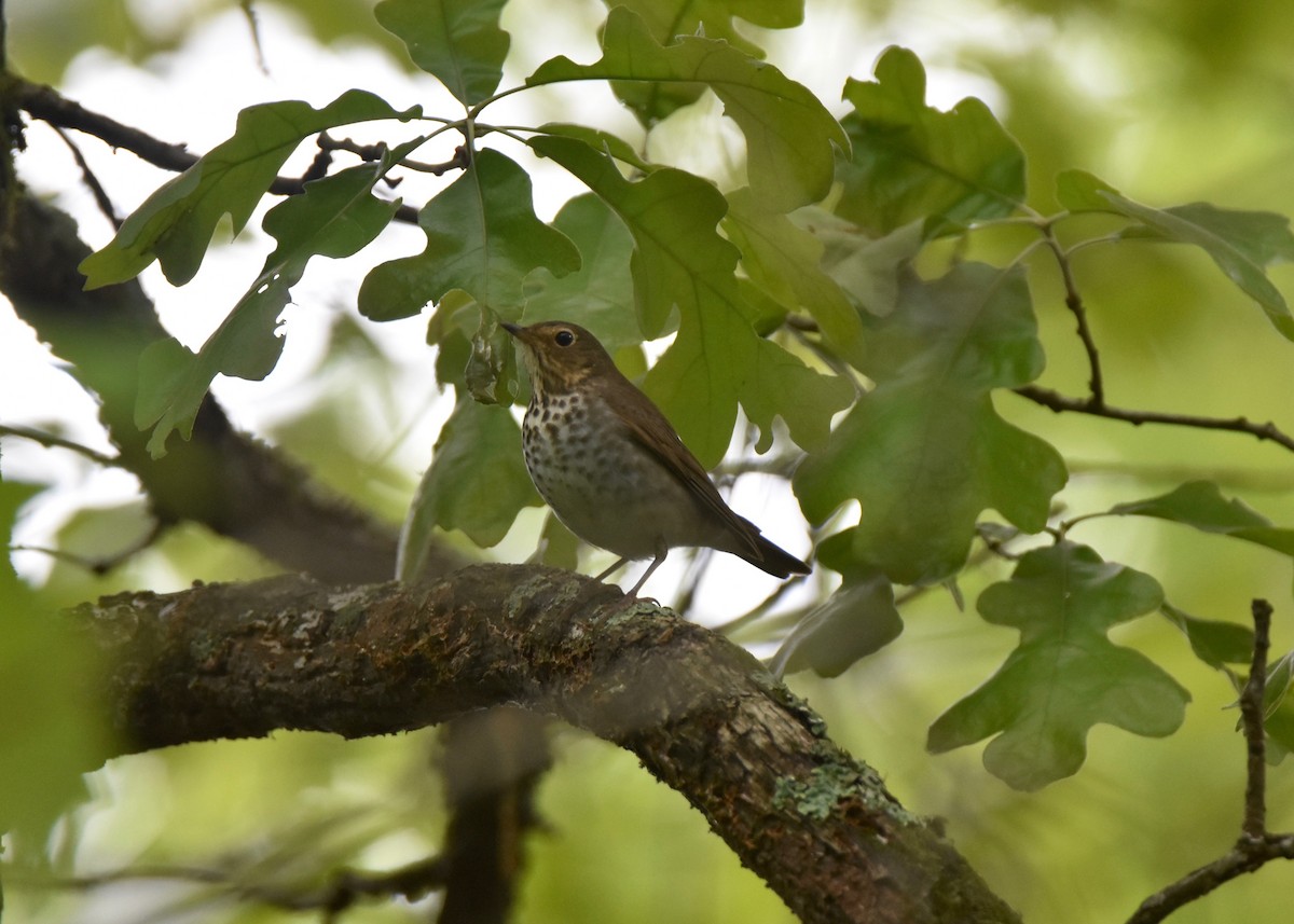 Swainson's Thrush - ML156440321