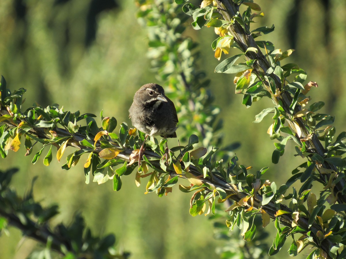 Five-striped Sparrow - Sam Saunders