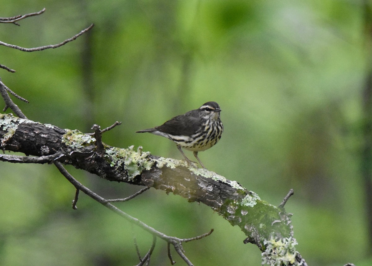 Northern Waterthrush - ML156440501