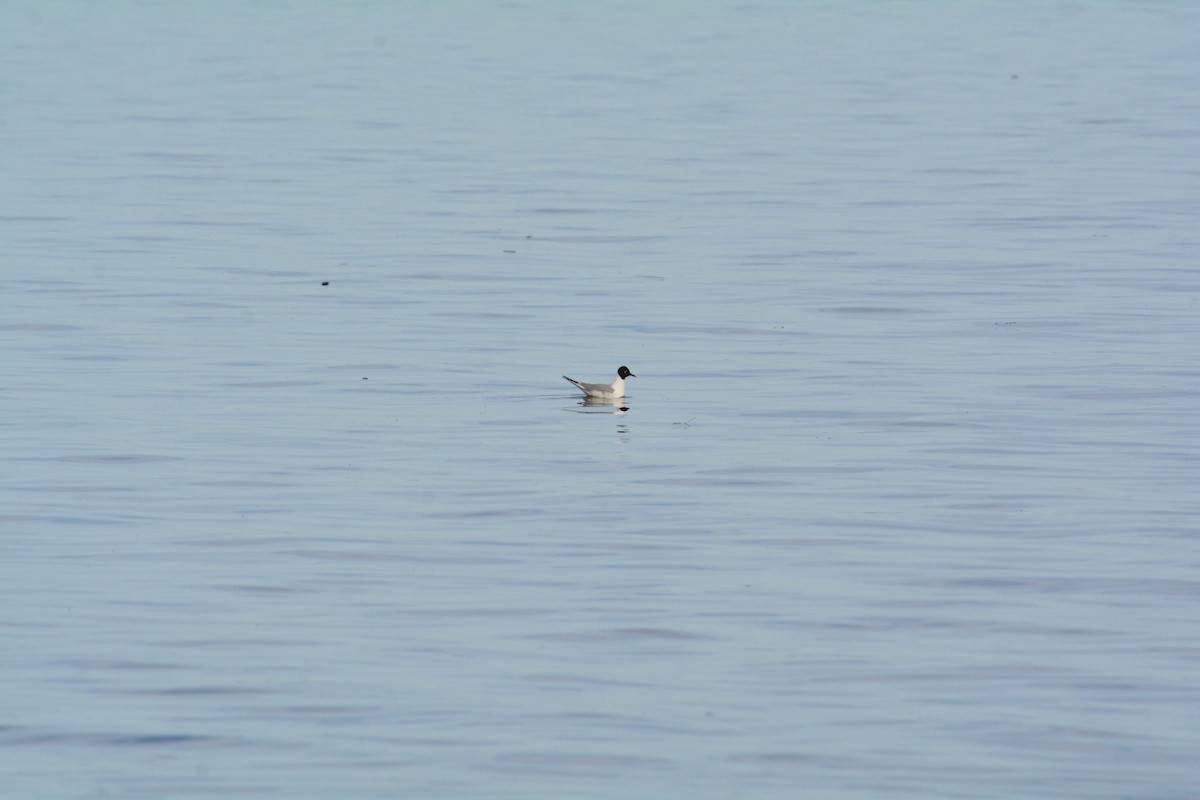 Bonaparte's Gull - Anthony Zerafa