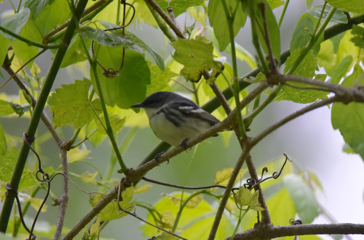 Cerulean Warbler - ML156440601