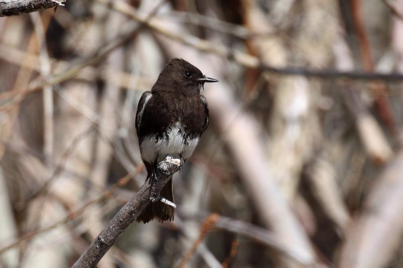 Black Phoebe - ML156440811