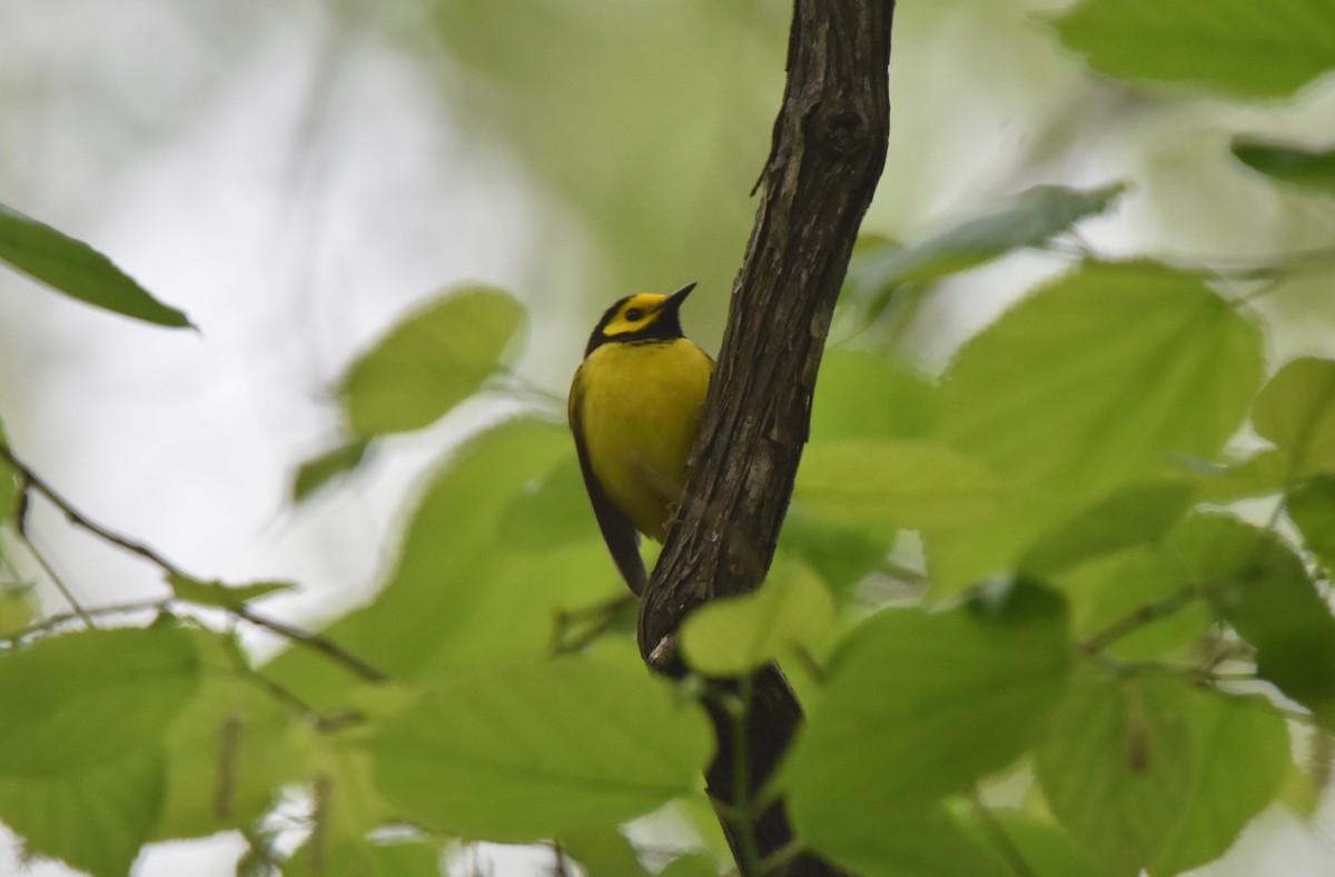 Hooded Warbler - Pete Monacell