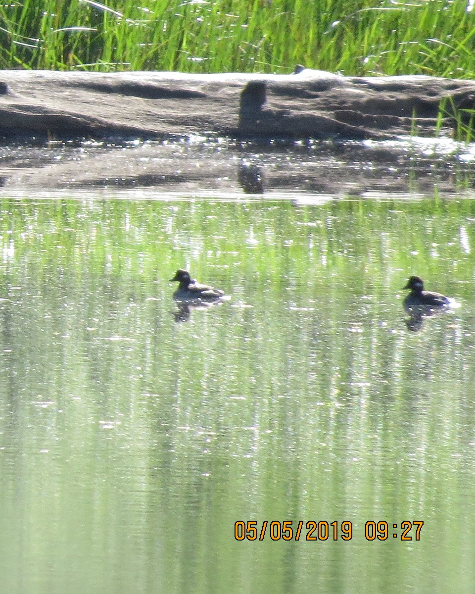 Bufflehead - ML156442511