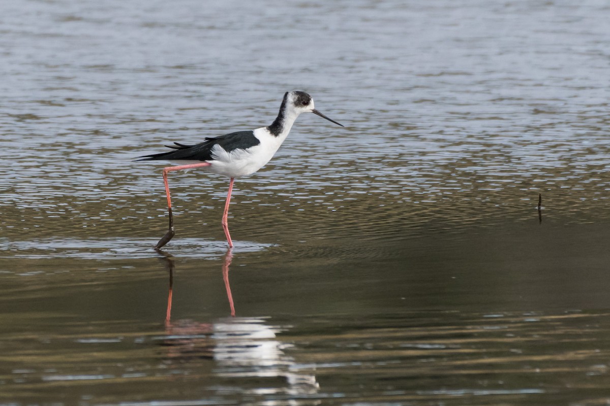 Pied Stilt - Helen Cunningham