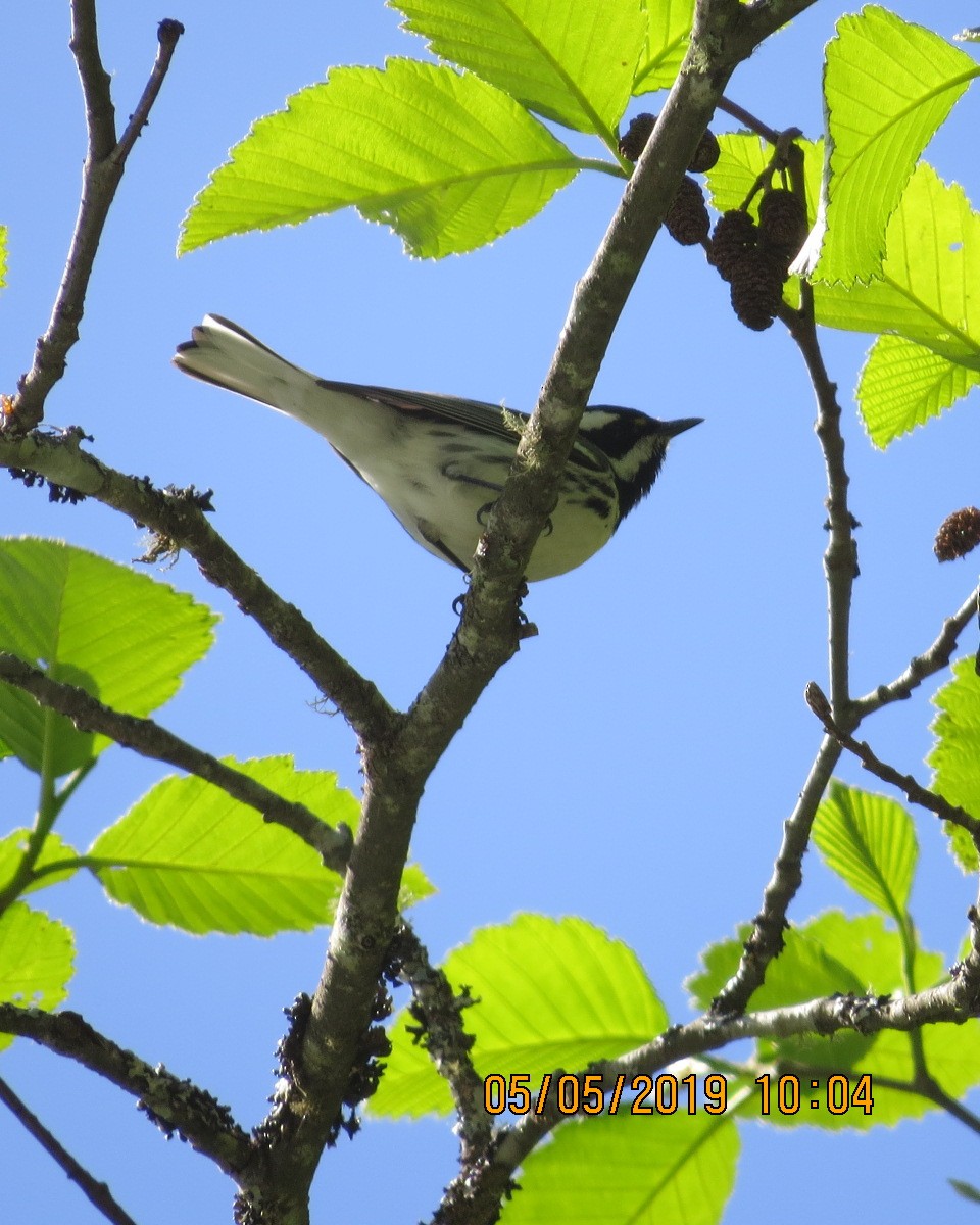 Black-throated Gray Warbler - Gary Bletsch