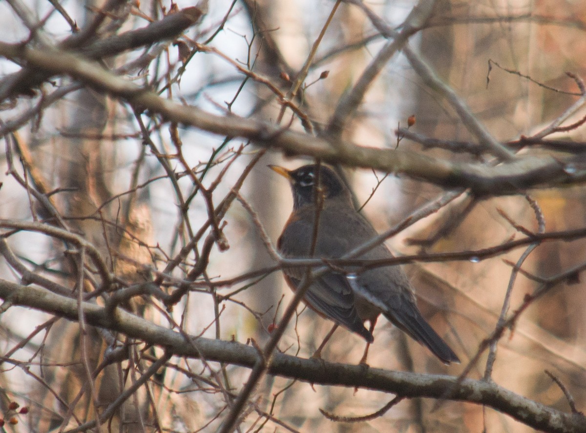 American Robin - ML156443561