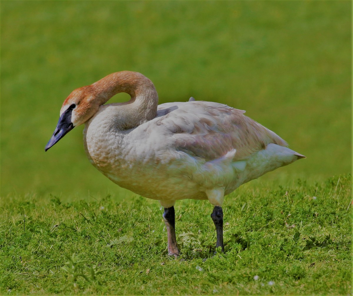 Trumpeter Swan - Theresa Gessing