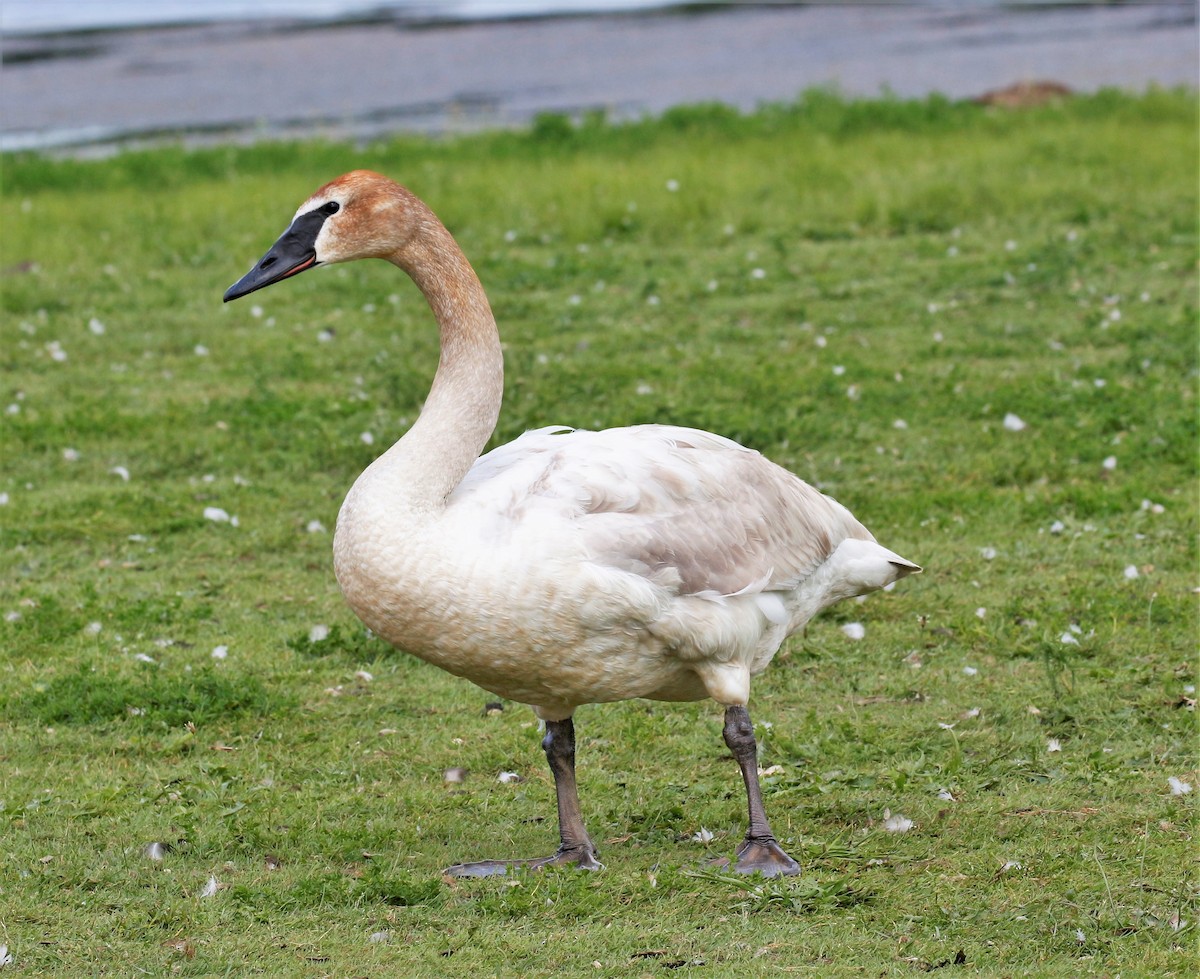 Trumpeter Swan - Theresa Gessing