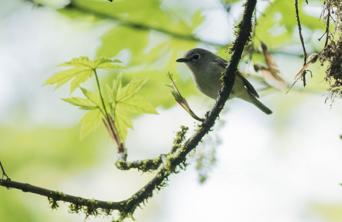 Cassin's Vireo - ML156444561