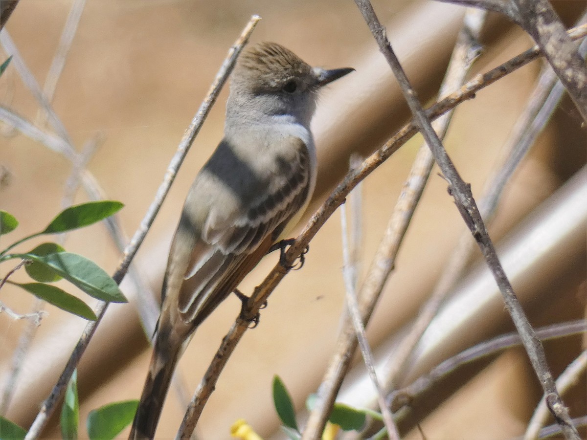 Ash-throated Flycatcher - ML156444601