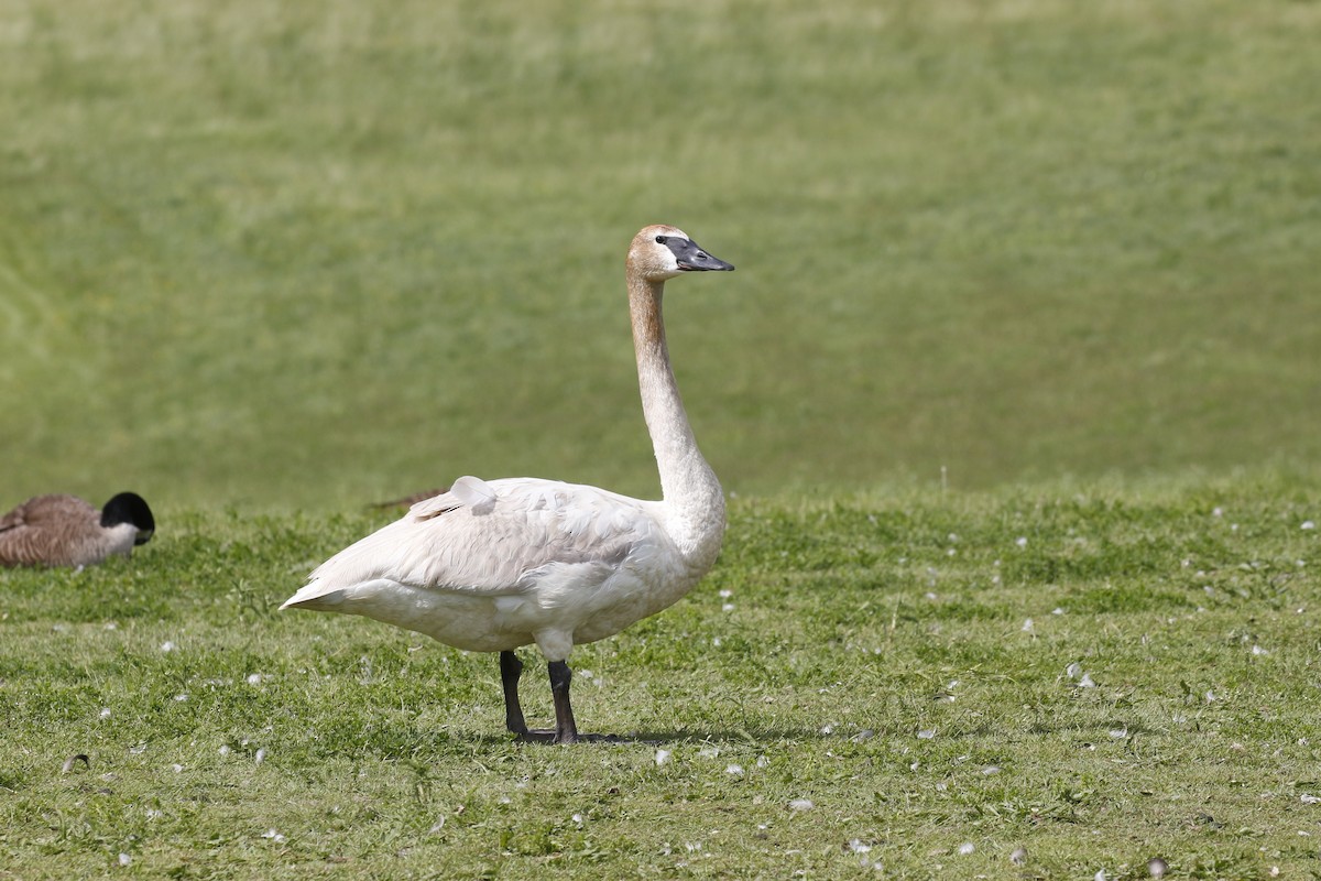 Trumpeter Swan - ML156445251