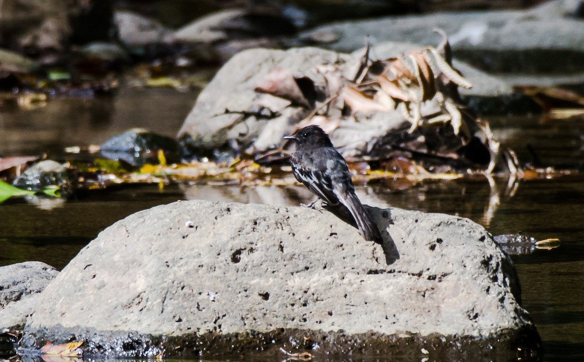 Black Phoebe - ML156446151