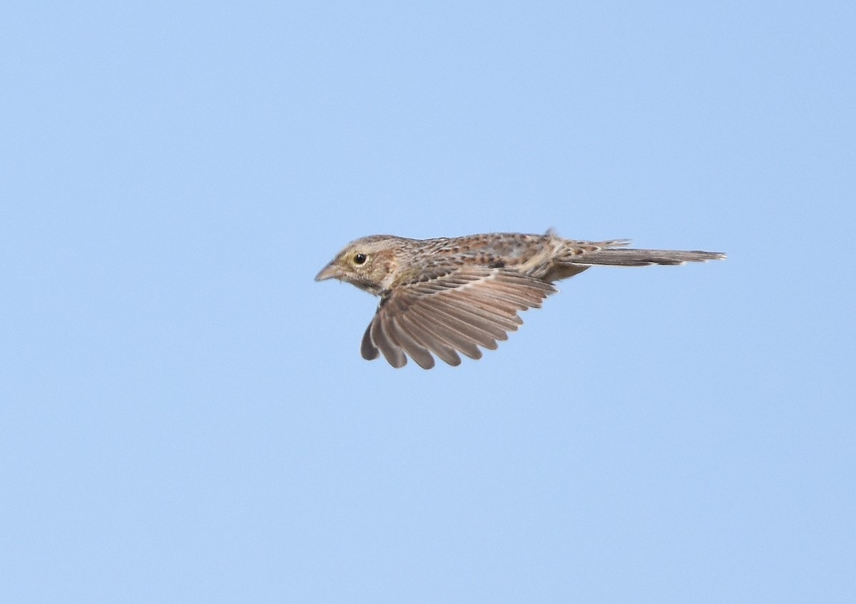 Cassin's Sparrow - Christopher Lindsey