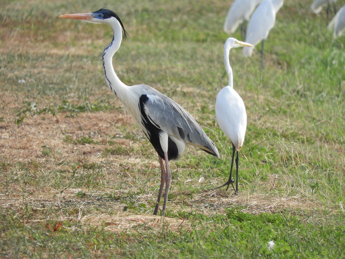 Garza Cuca - ML156446941