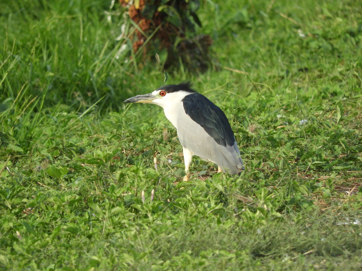 Black-crowned Night Heron - ML156449231