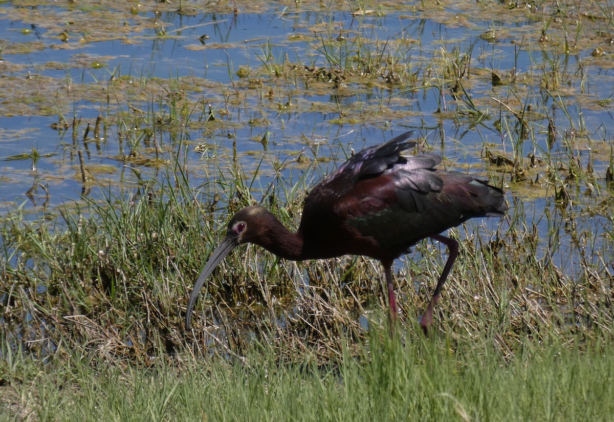 Ibis à face blanche - ML156450101