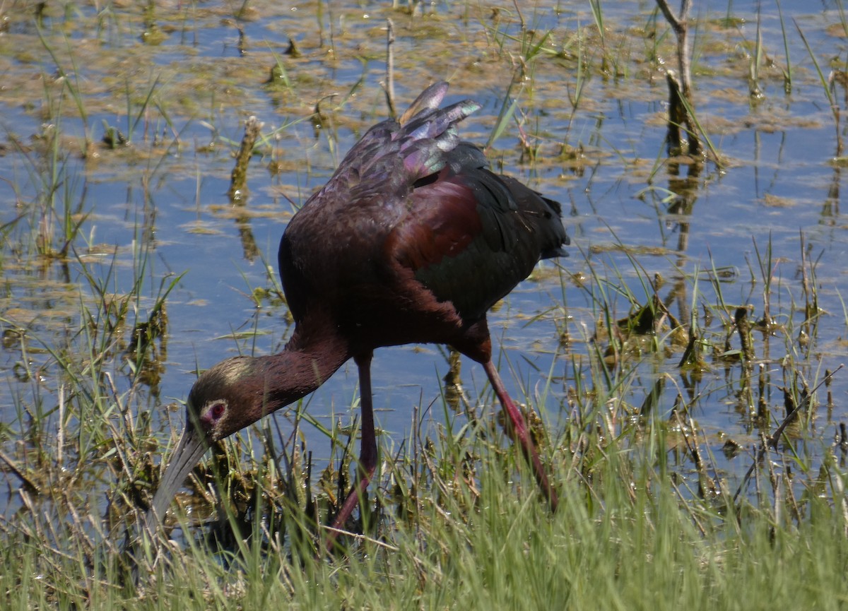 Ibis à face blanche - ML156450711