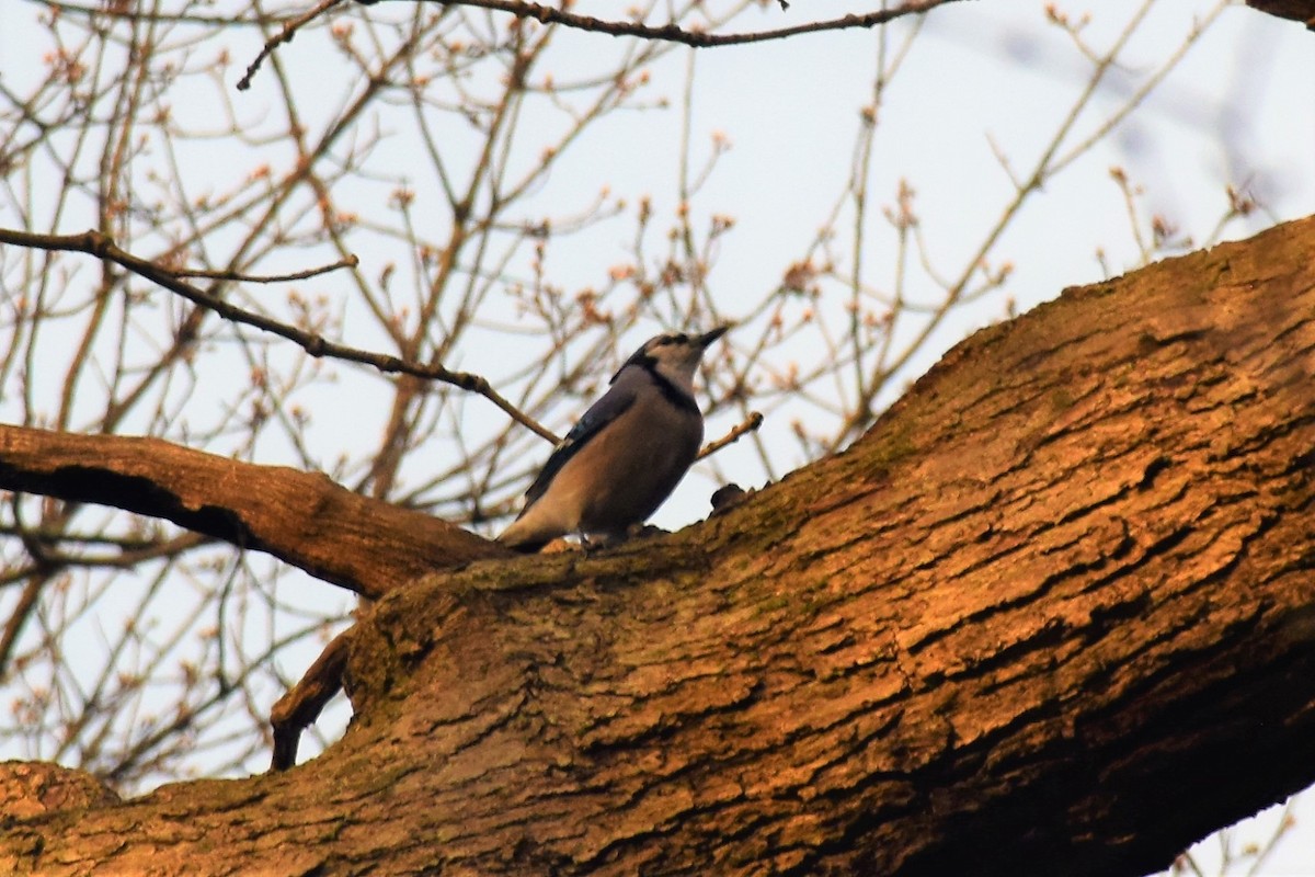 Blue Jay - ML156452131