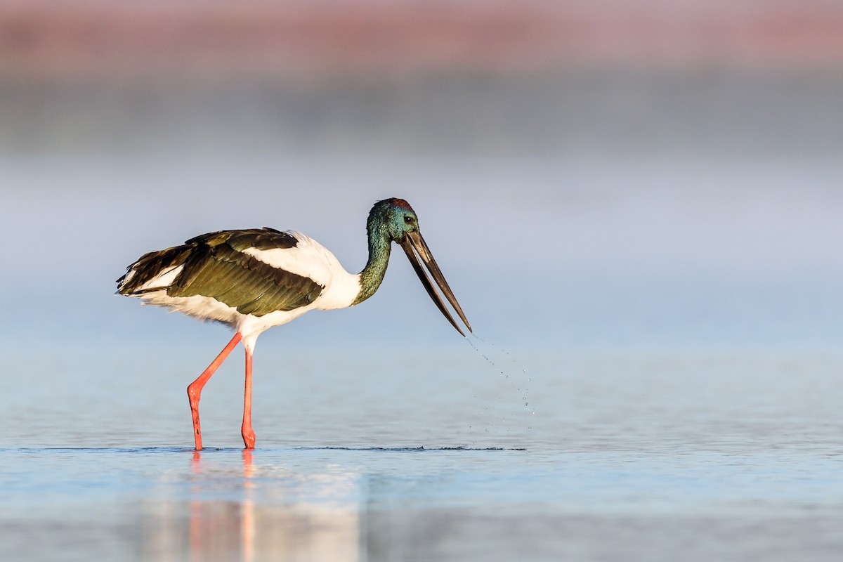 Black-necked Stork - Malcolm Graham