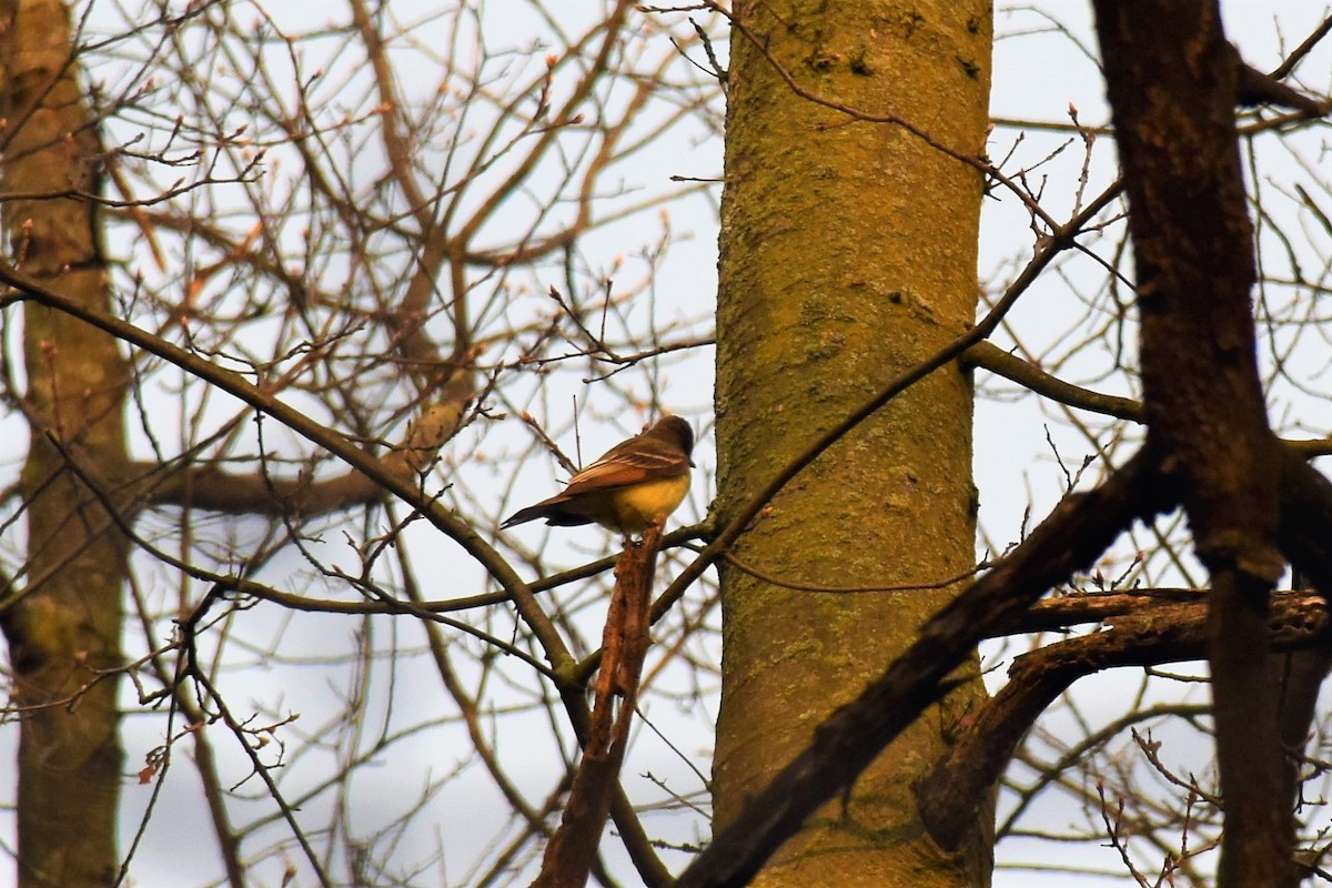 Great Crested Flycatcher - ML156453351