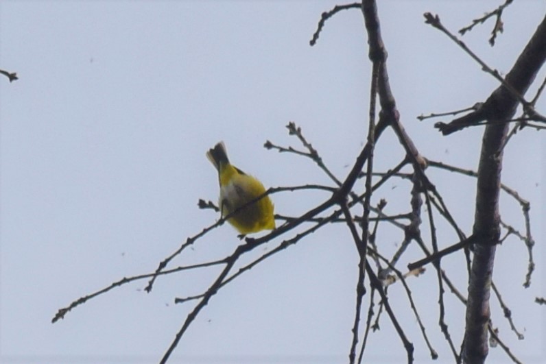 Pine Warbler - ML156453691