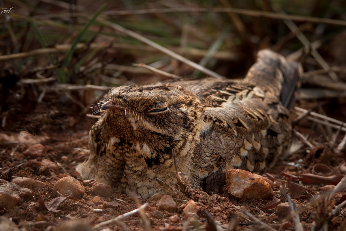 Indian Nightjar - ML156454351