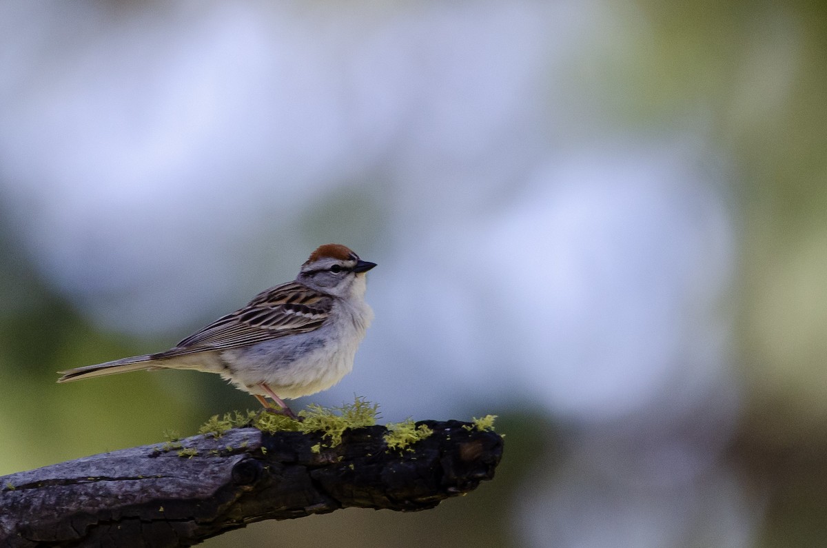 Chipping Sparrow - ML156455661