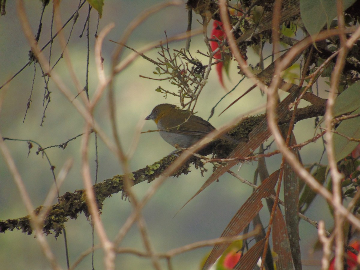 Yellow-throated Chlorospingus - Diego Orozco Plaza