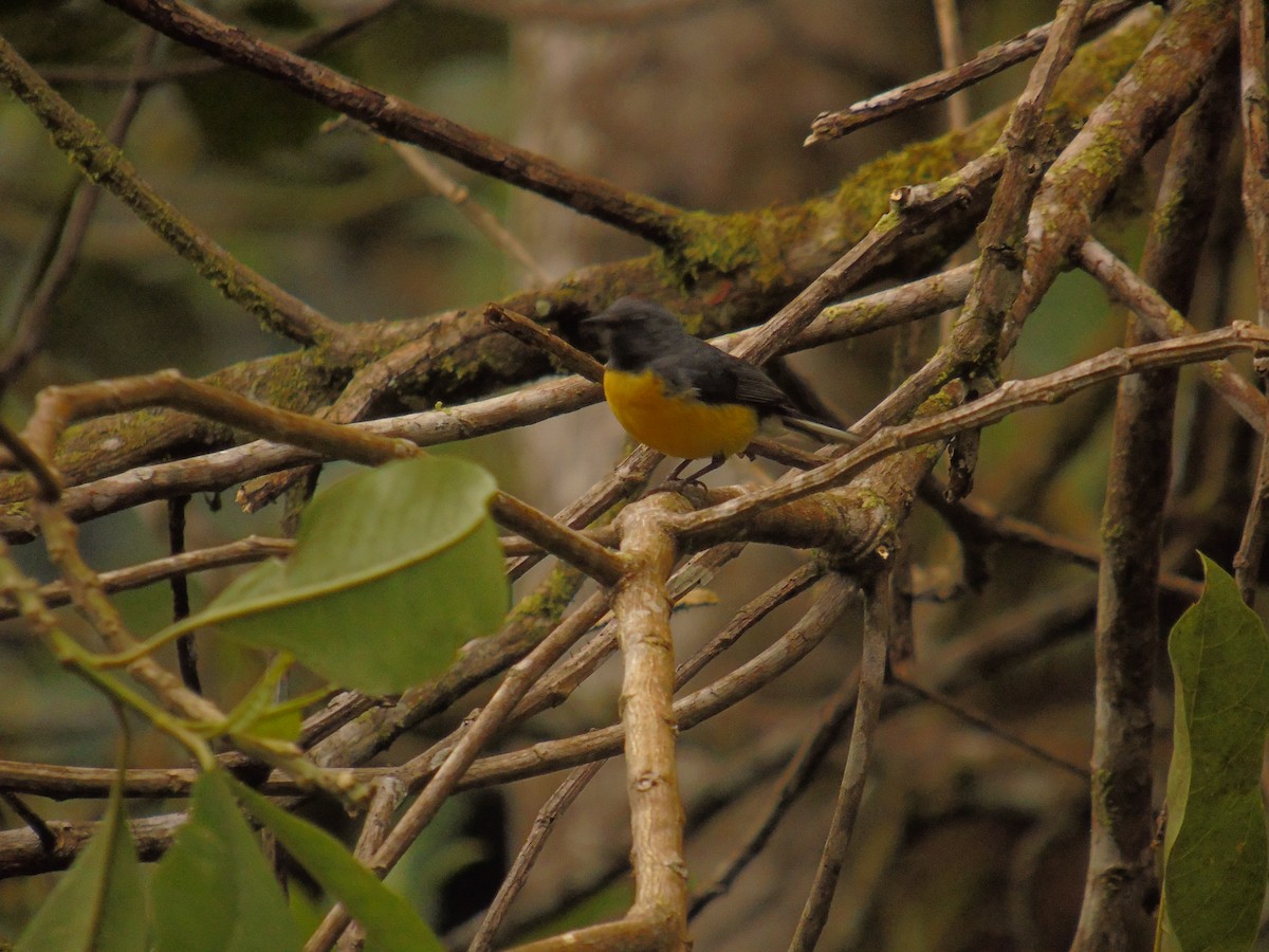 Slate-throated Redstart - Diego Orozco Plaza