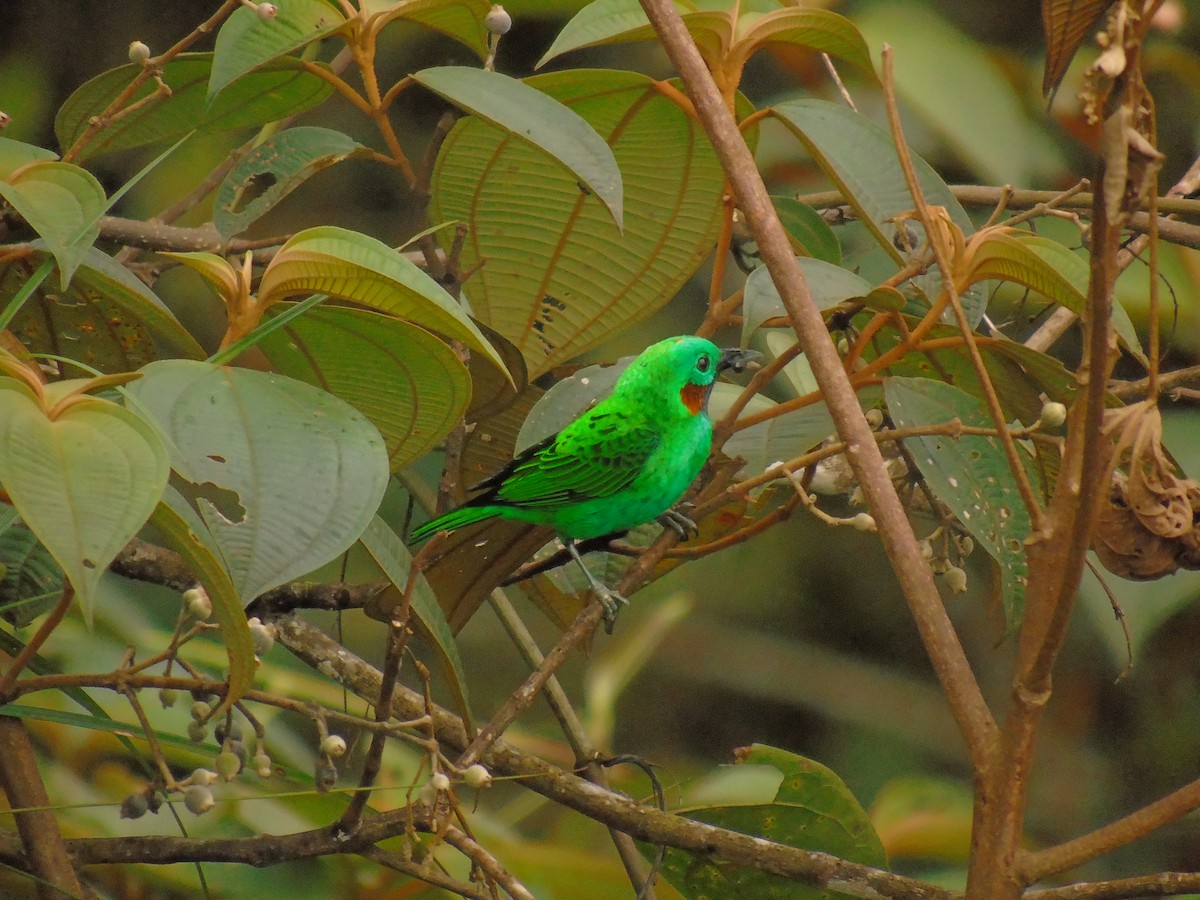 Orange-eared Tanager - ML156457971