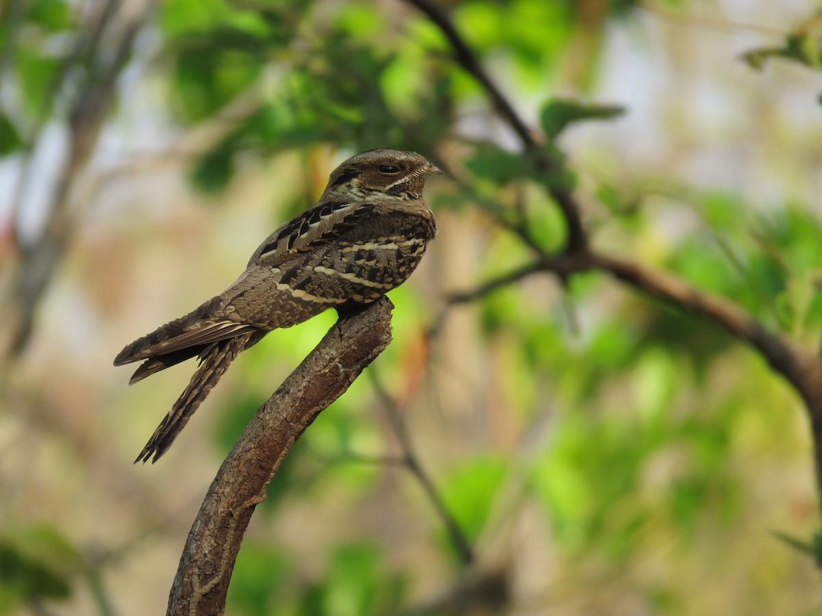 Large-tailed Nightjar - Tun  Oo