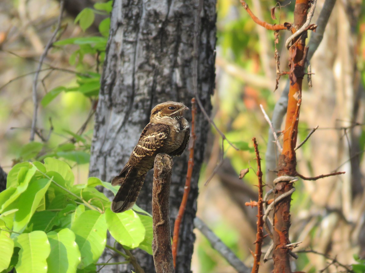 Large-tailed Nightjar - ML156460231