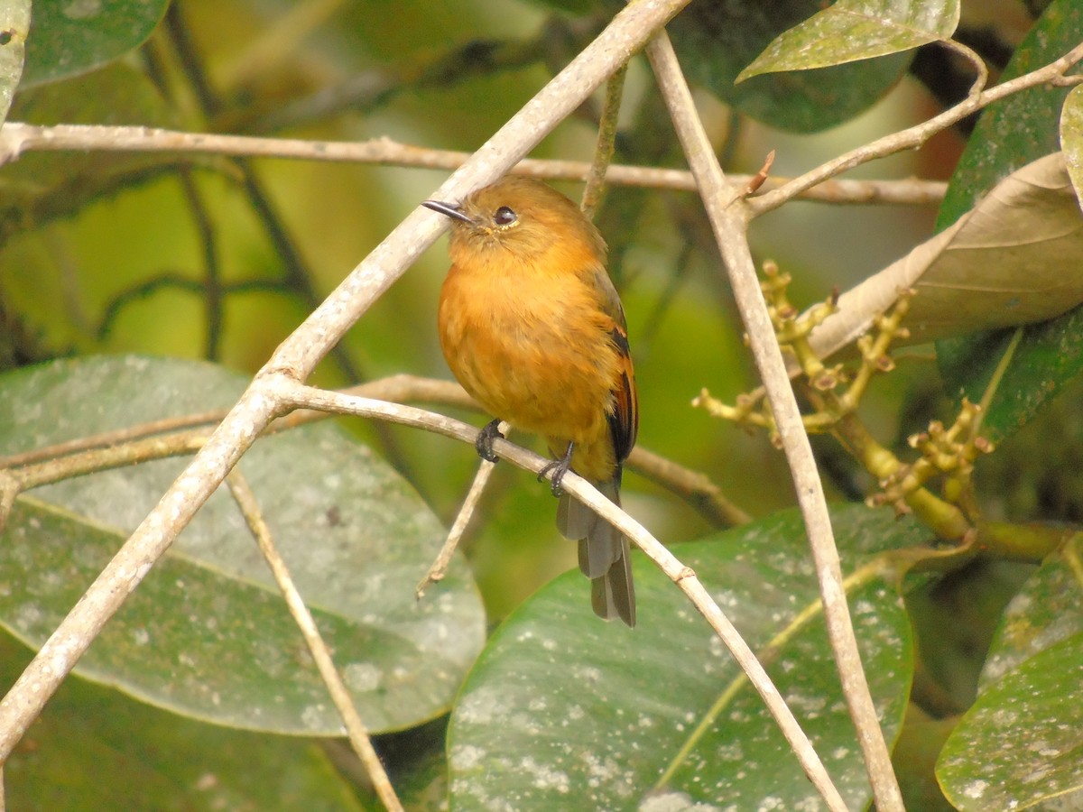 Cinnamon Flycatcher - Diego Orozco Plaza